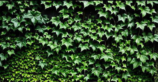 Lierre grimpant : entre danger et bienfaits cachés