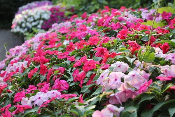 Envoyer des fleurs pour un décès : accompagner dans la douleur